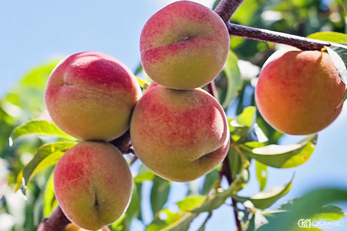 Đào và lớp hương mềm mại dễ uống