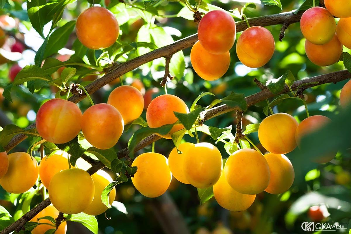 Mận Mirabelle và vị trái cây ngọt thanh