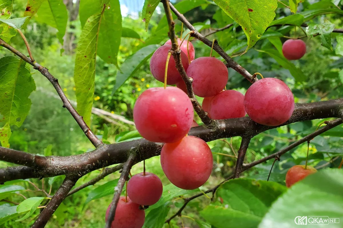 Mận rừng và tính cách mạnh hơn mận trồng