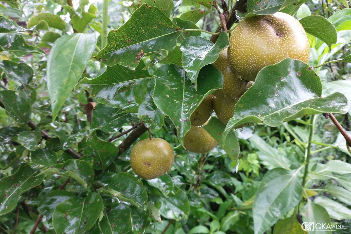 Lê núi và câu chuyện terroir rõ rệt