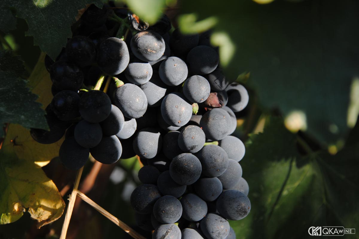 Nho và phong cách gần với rượu nền của Brandy