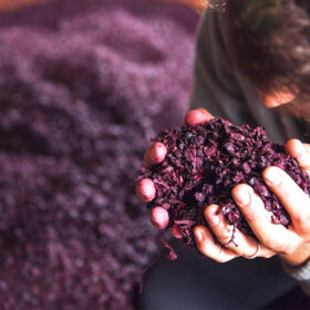 Quy trình chưng cất rượu Grappa từ bã nho tươi