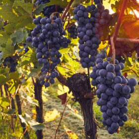 Bản đồ vùng trồng nho California