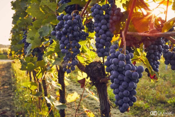 Bản đồ vùng trồng nho California