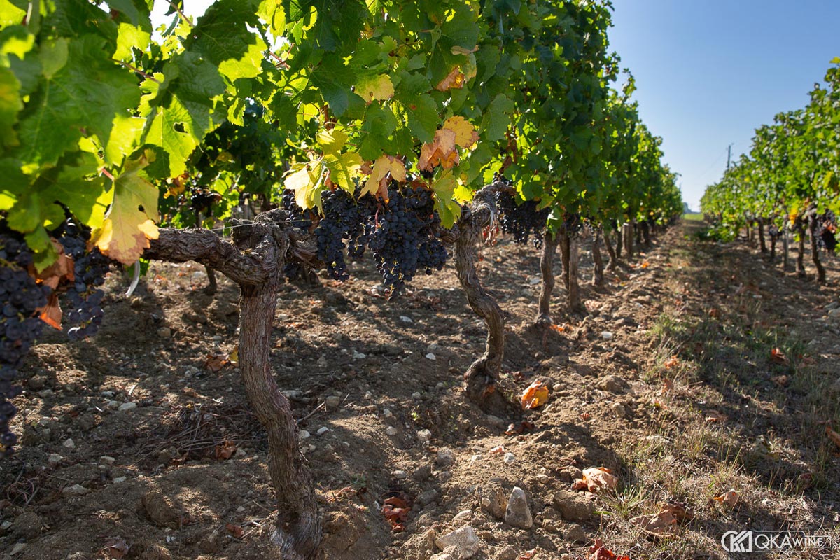 Đất đai Bordeaux và cấu trúc tannin