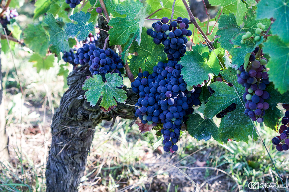 Giống nho Cabernet Franc Bordeaux