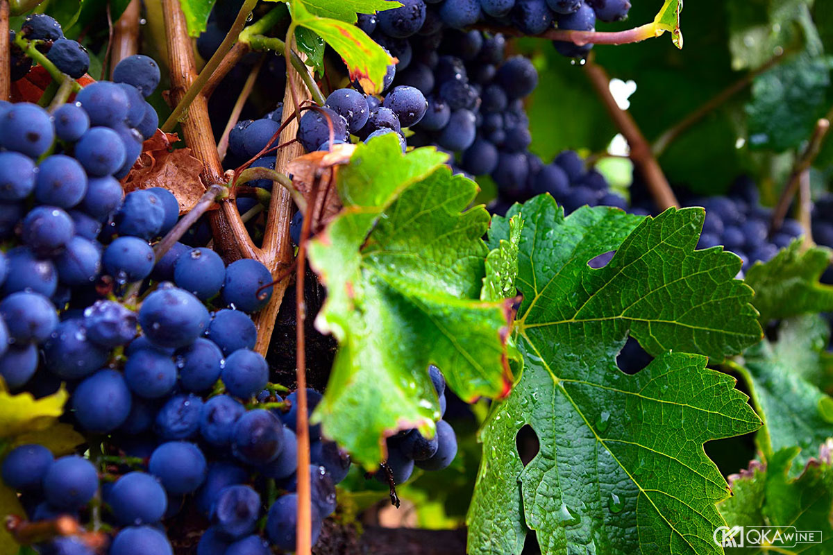 Vùng trồng và giống nho chủ lực California và Bordeaux