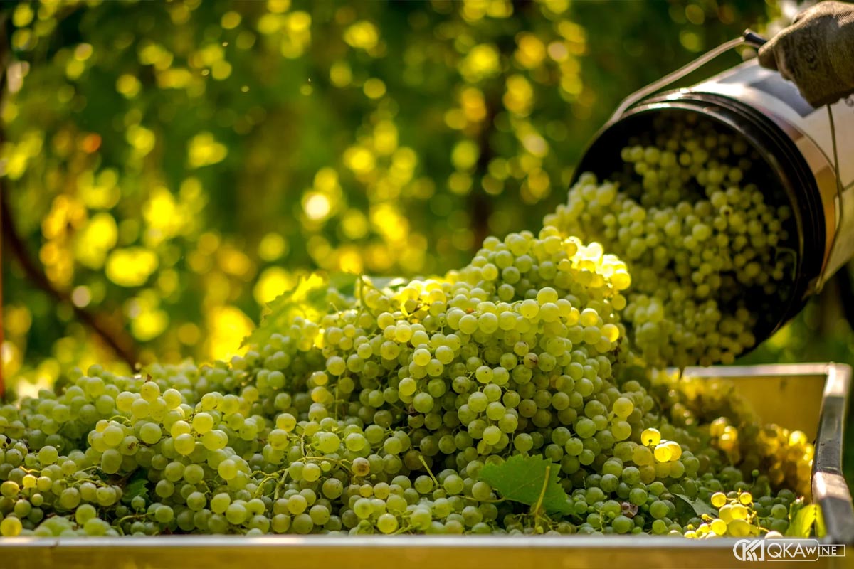 Grappa Prosecco mang phong cách khác biệt thế nào?