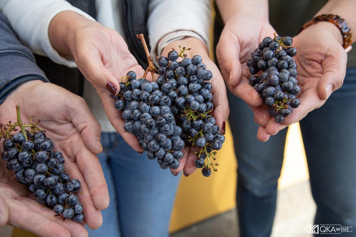 Grappa từ giống nho Cabernet thể hiện ra sao?