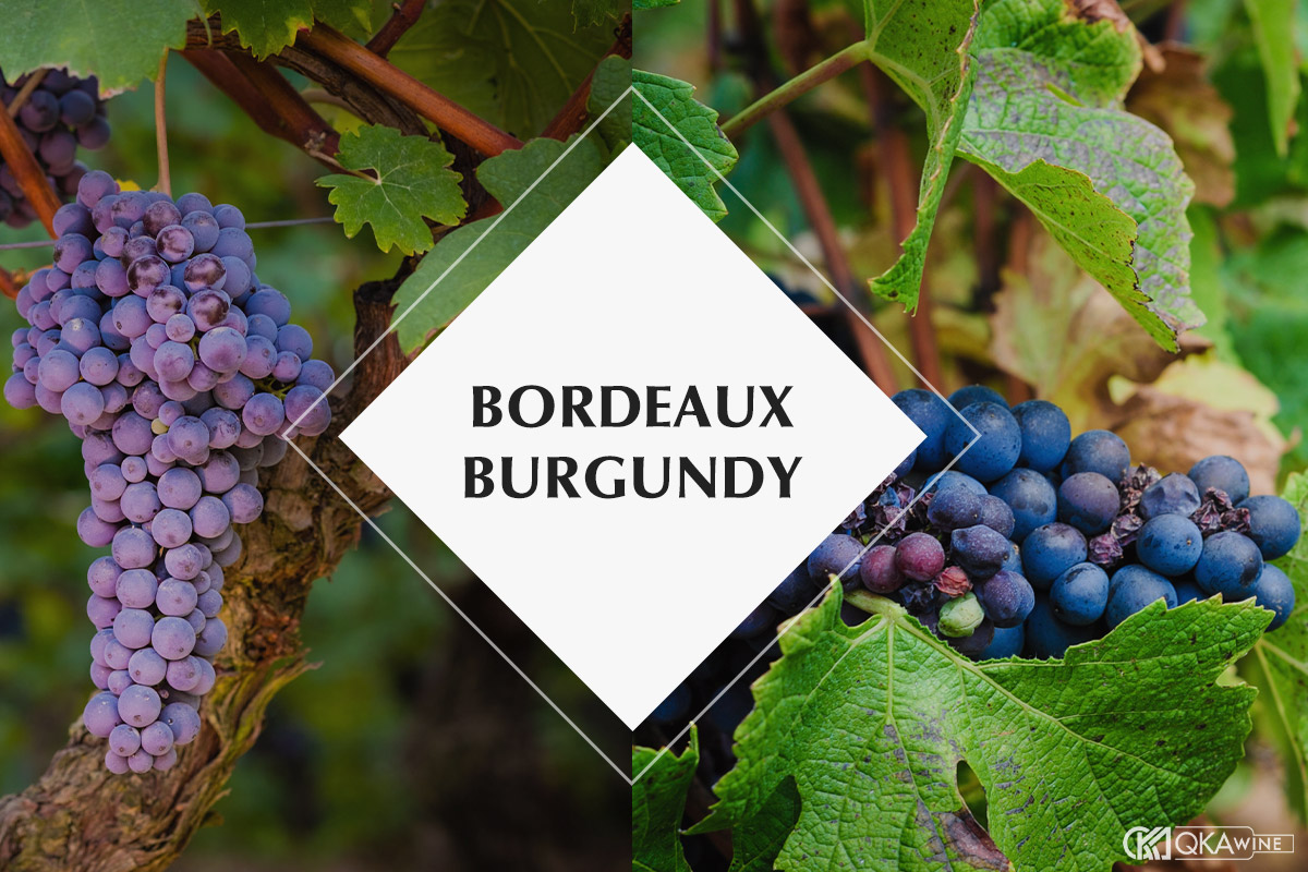Khác biệt về giống nho và cách phối trộn giữa Bordeaux và Burgundy