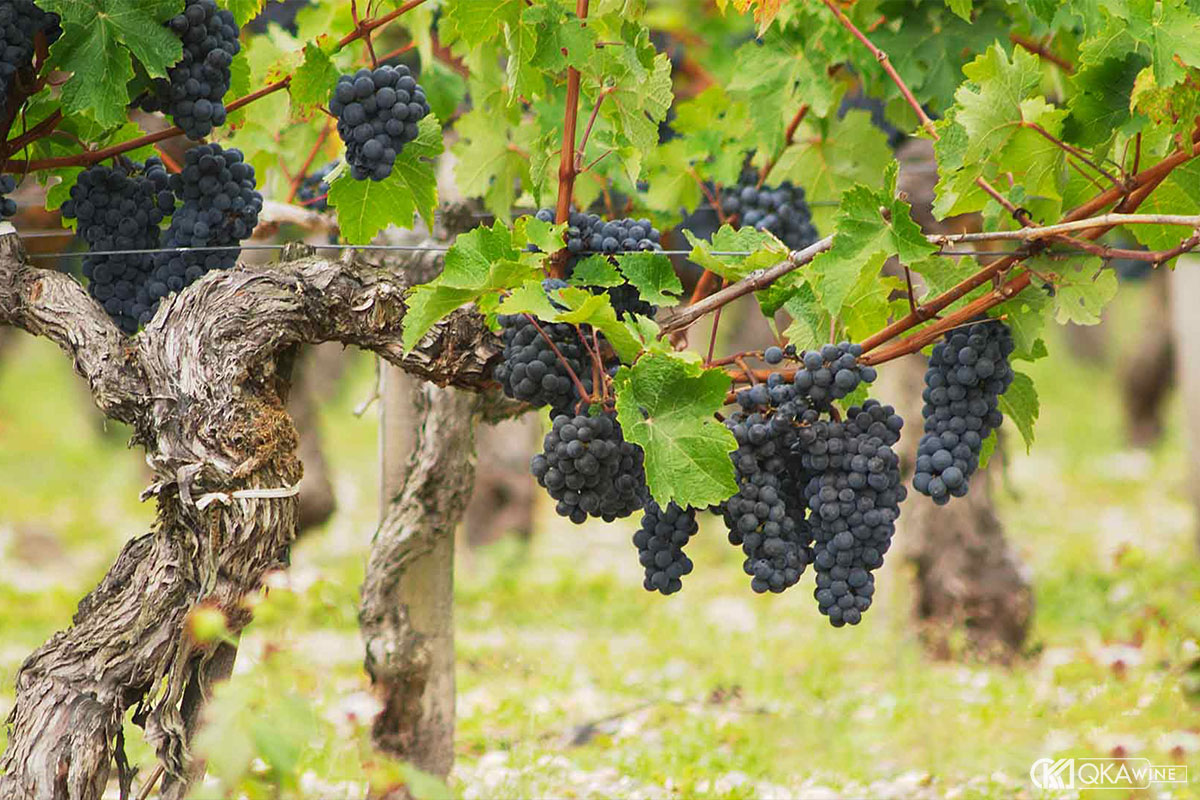 Khác biệt về giống nho và cấu trúc rượu giữa Left Bank và Right Bank