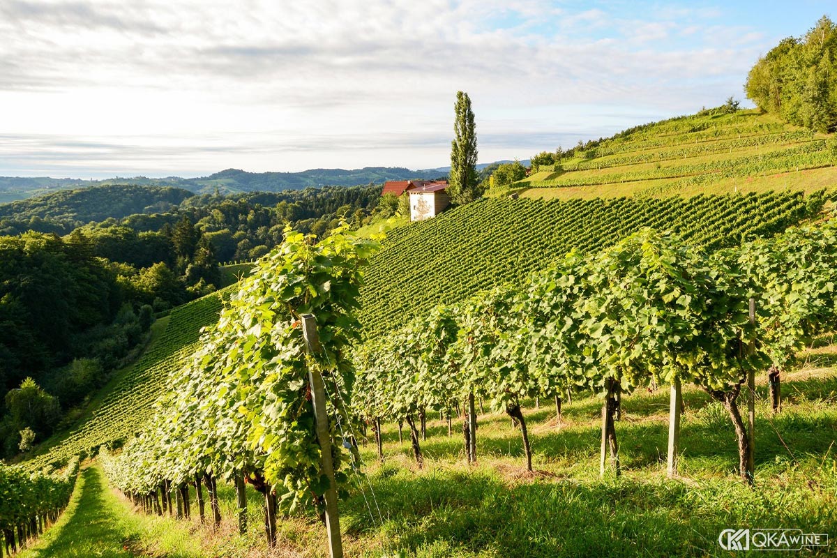 Khí hậu nắng nhiều California và Tannin