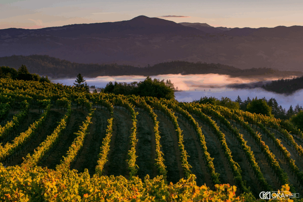 Khí hậu mát Sonoma Coast và Burgundy