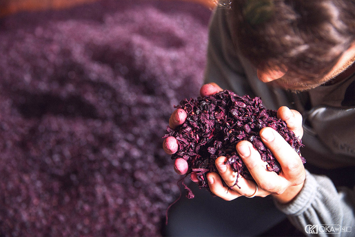 So sánh Amarone, Cabernet và Prosecco trong Grappa