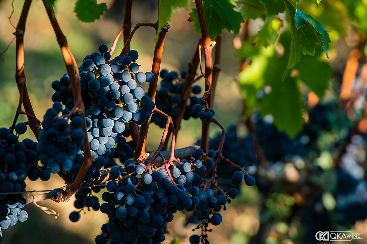 Cabernet Sauvignon thay đổi ra sao khi đi qua từng quốc gia?