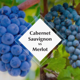 Cabernet Sauvignon và Merlot khác nhau thế nào?