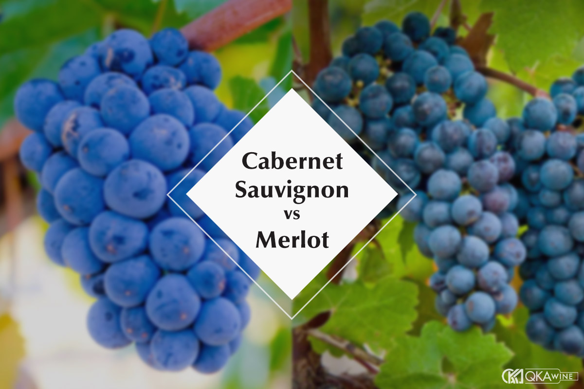 Cabernet Sauvignon và Merlot khác nhau thế nào?