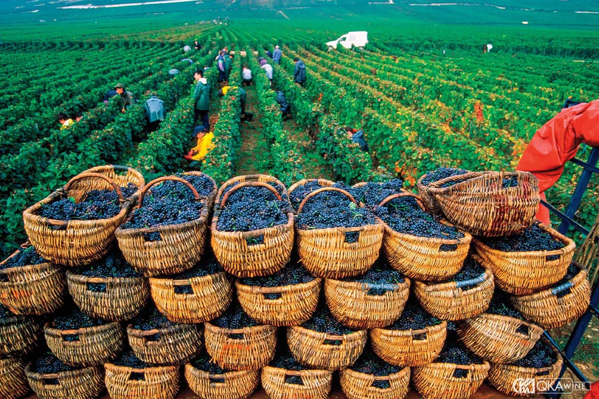 Các vùng sản xuất vang Pinot Noir nổi bật