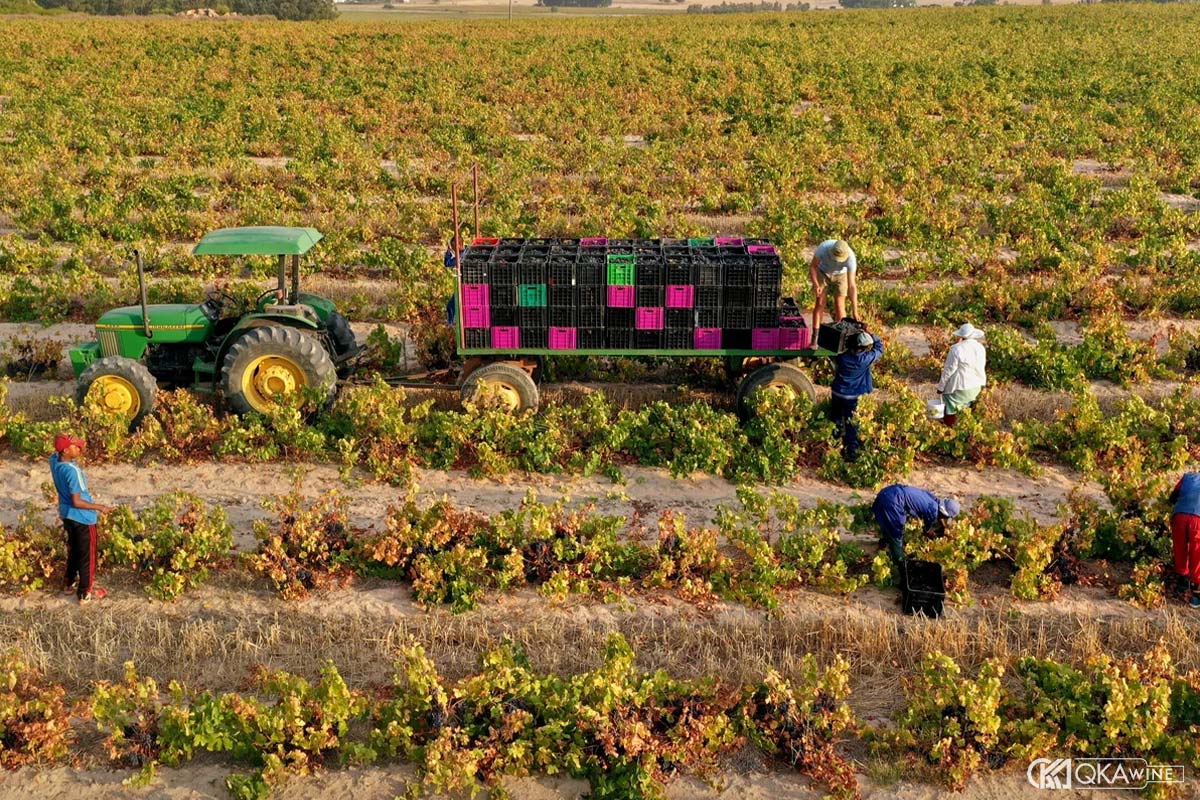 Những vùng trồng nho Cinsault nổi bật trên thế giới
