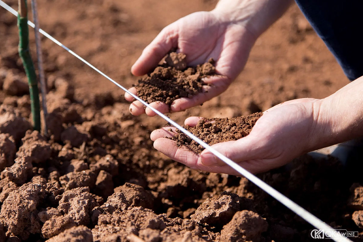 Các yếu tố của terroir