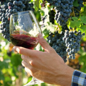 Cách thưởng thức rượu vang Cabernet Sauvignon