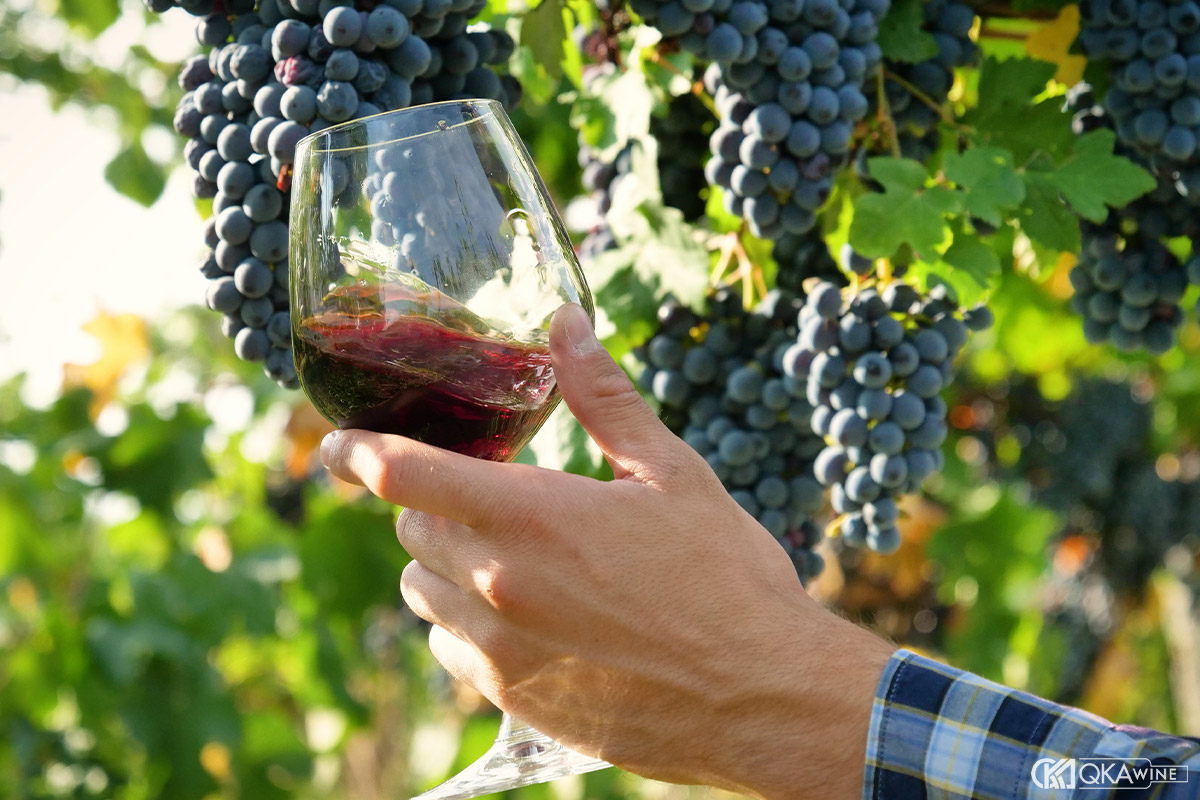 Cách thưởng thức rượu vang Cabernet Sauvignon