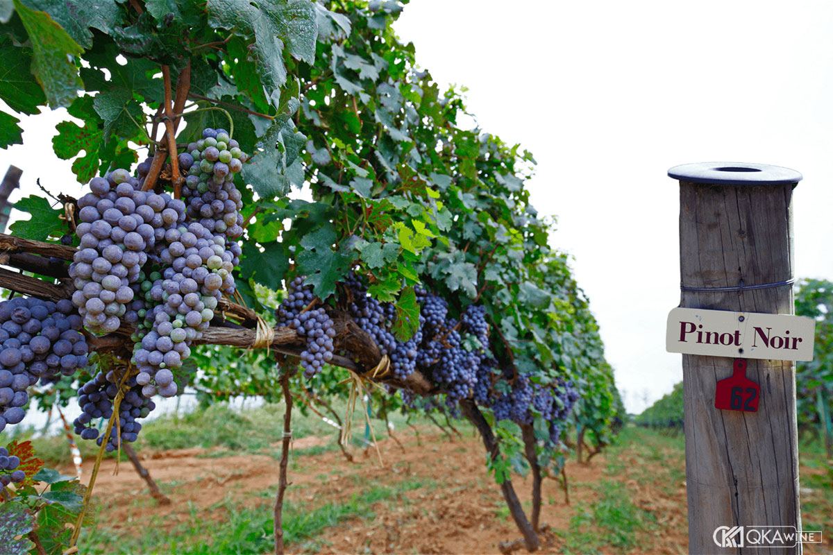 Đặc điểm giống nho Pinot Noir