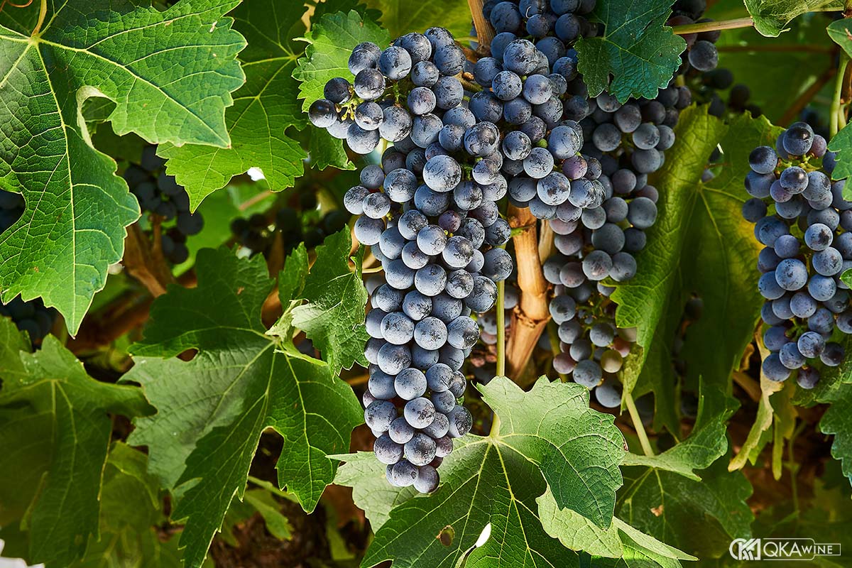 Đặc điểm nho Cabernet Sauvignon
