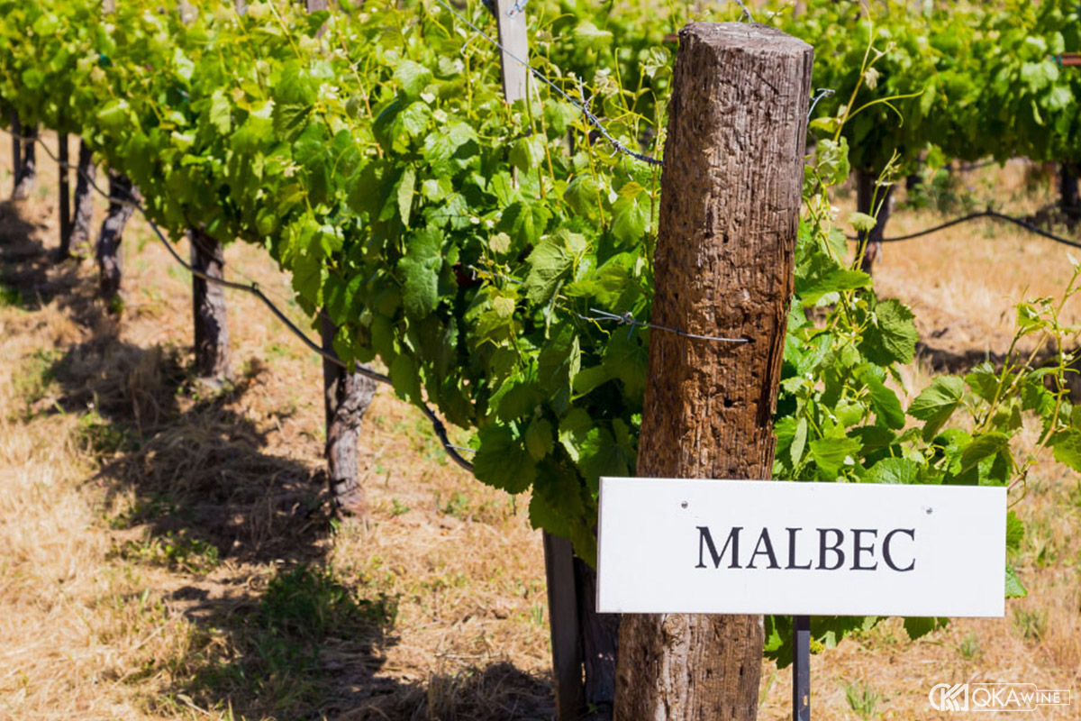 Đặc điểm sinh học và điều kiện trồng nho Malbec