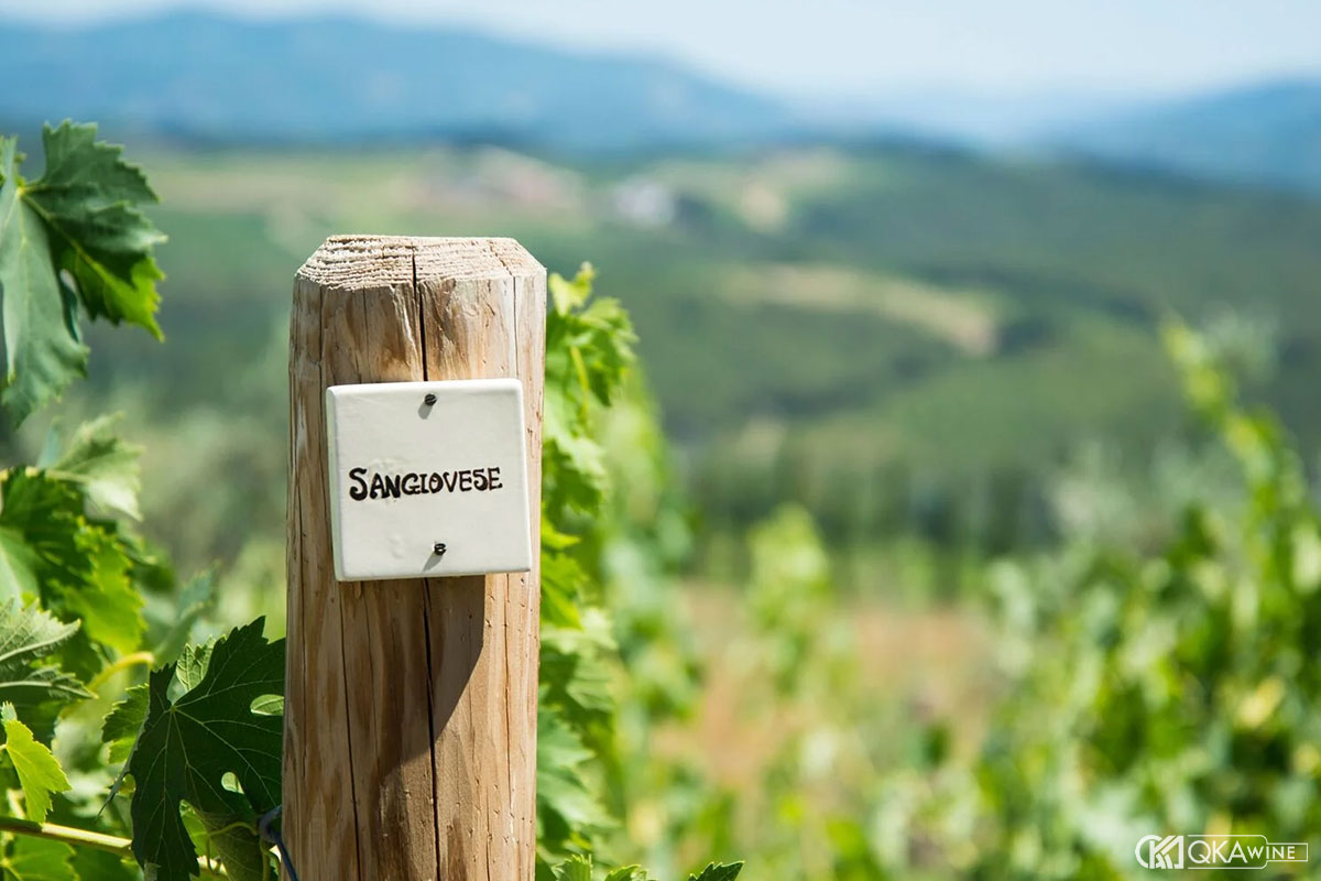 Đặc điểm sinh học của nho Sangiovese