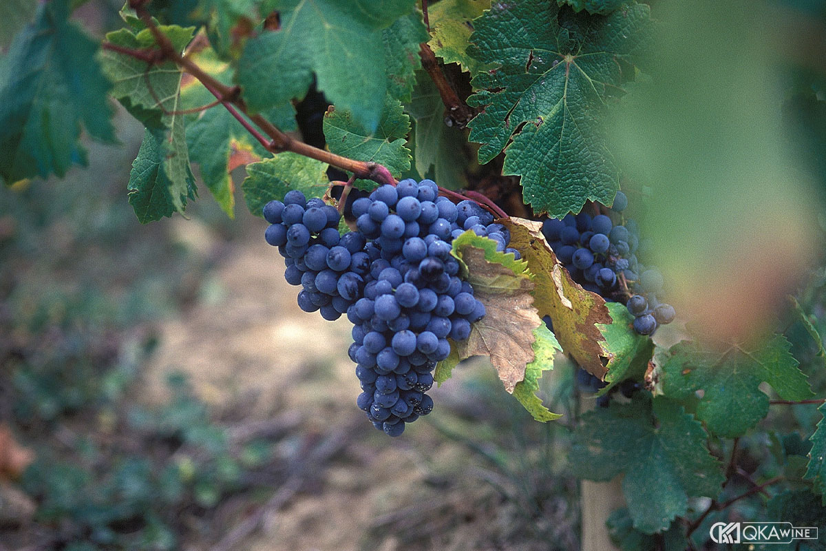 Đặc điểm sinh học của nho Tempranillo