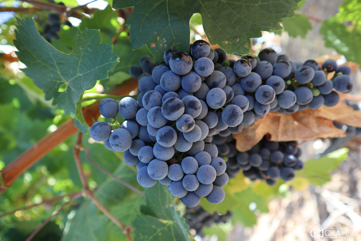 Điều gì giúp Cabernet Sauvignon thích nghi tốt với nhiều vùng trồng?