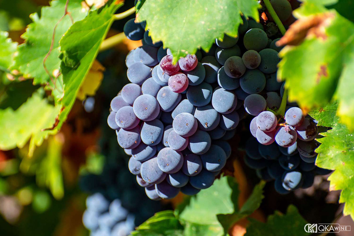 Giống nho Carignan