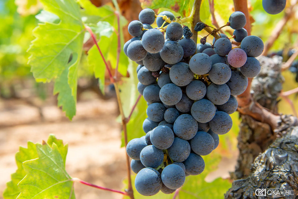 Giống nho Cinsault