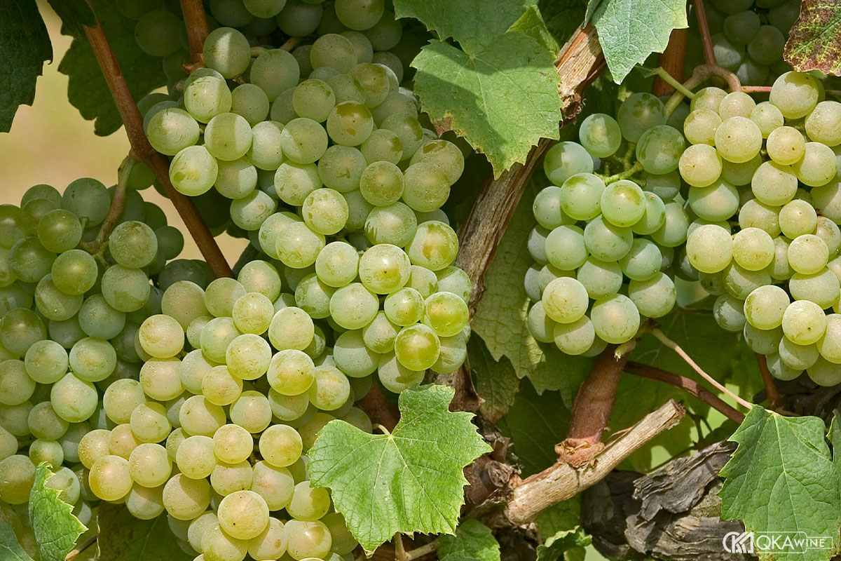 Giống nho Colombard