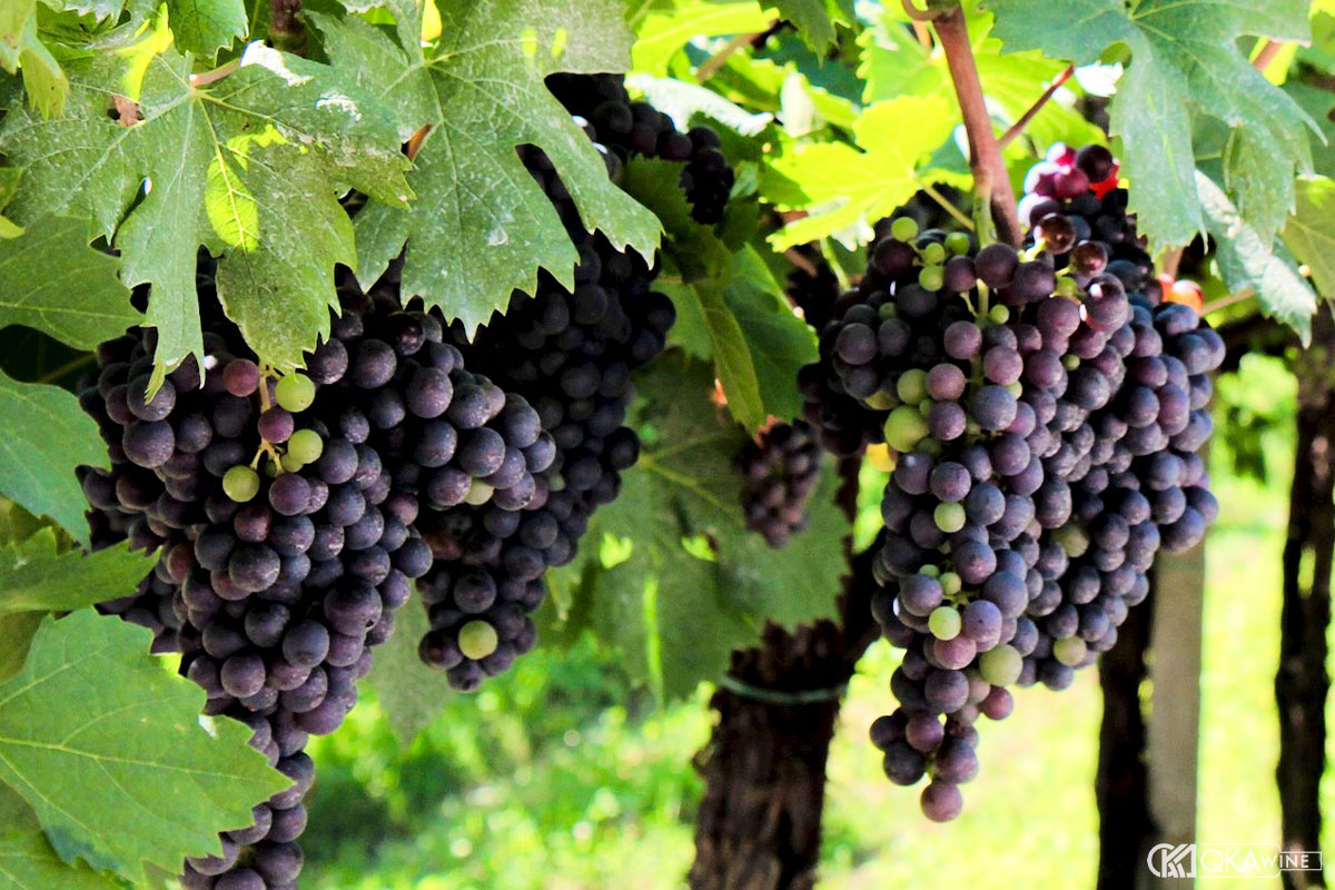 Giống nho Corvinone