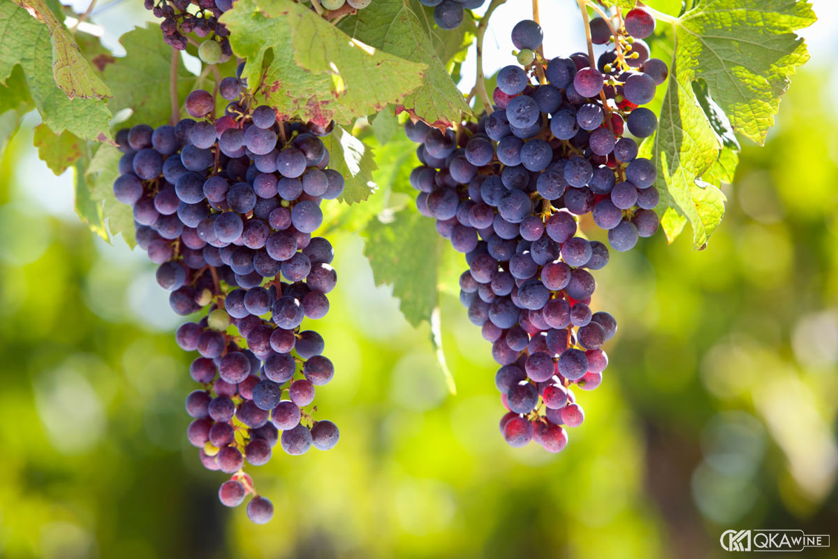 Giống nho Graciano