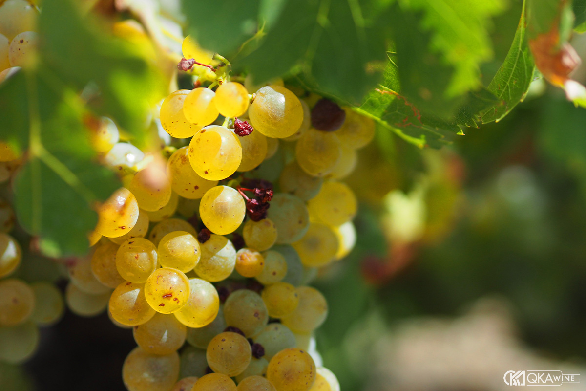 Giống nho Grenache Blanc