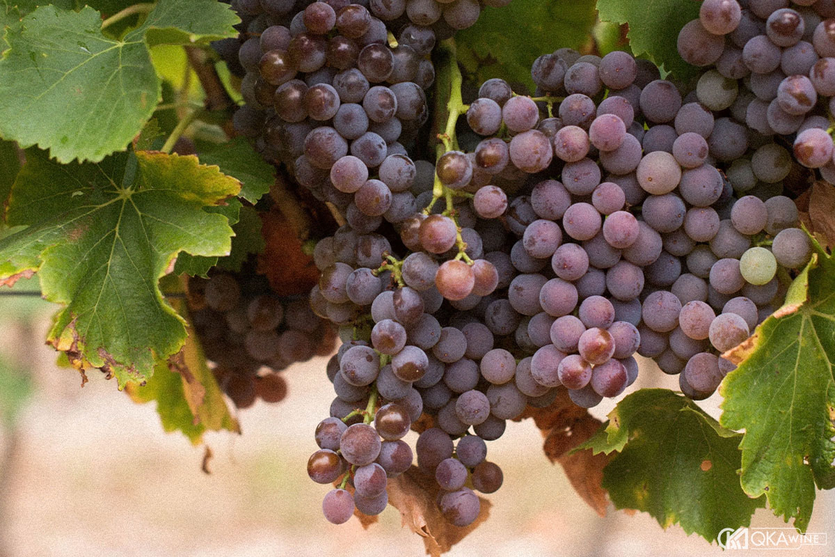 Giống nho Grenache Gris