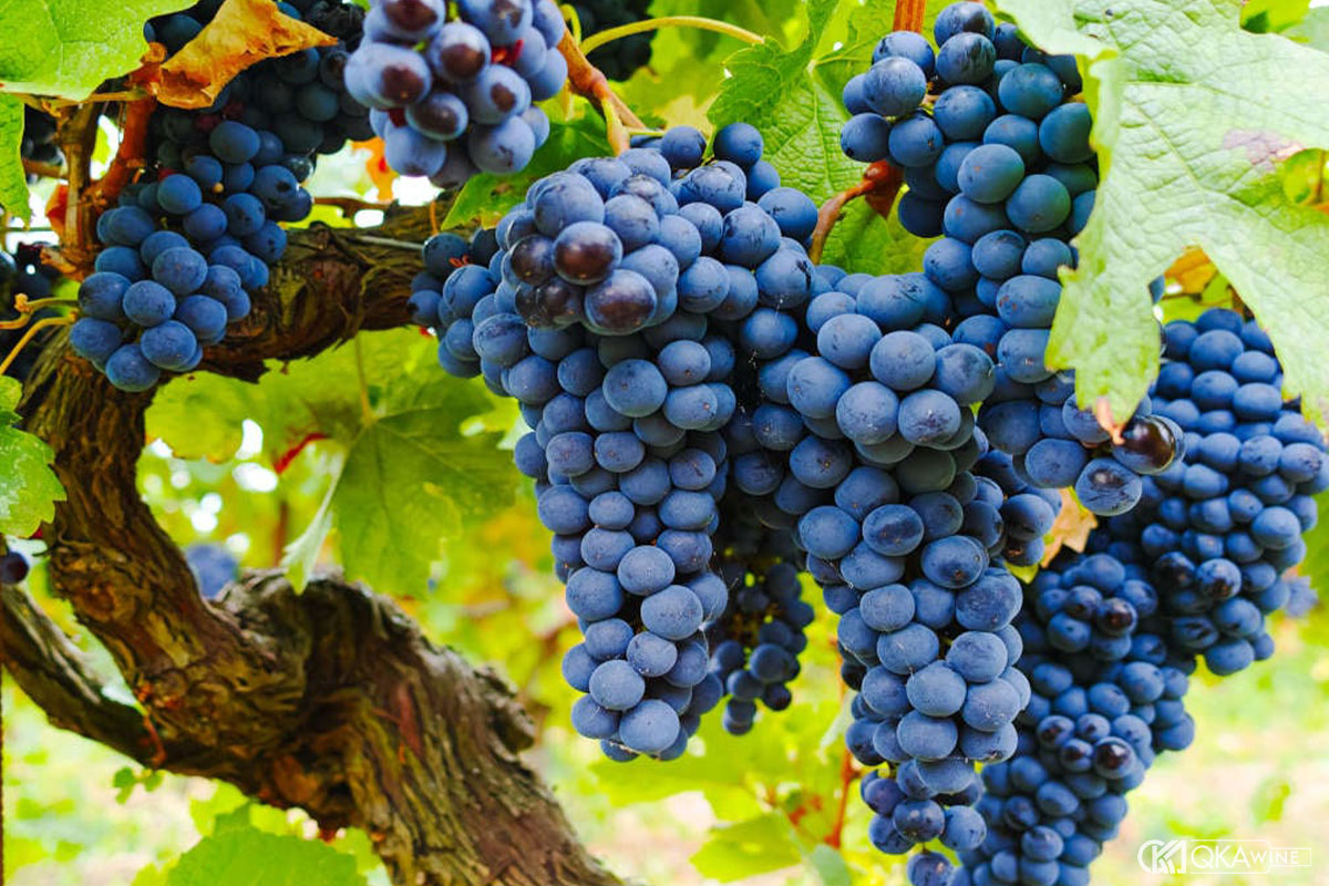 Giống nho Grenache