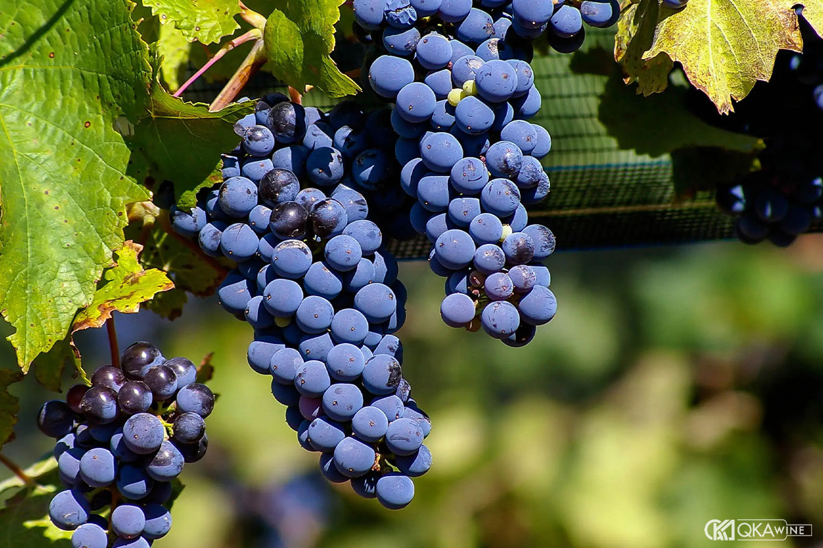 Giống nho Malbec