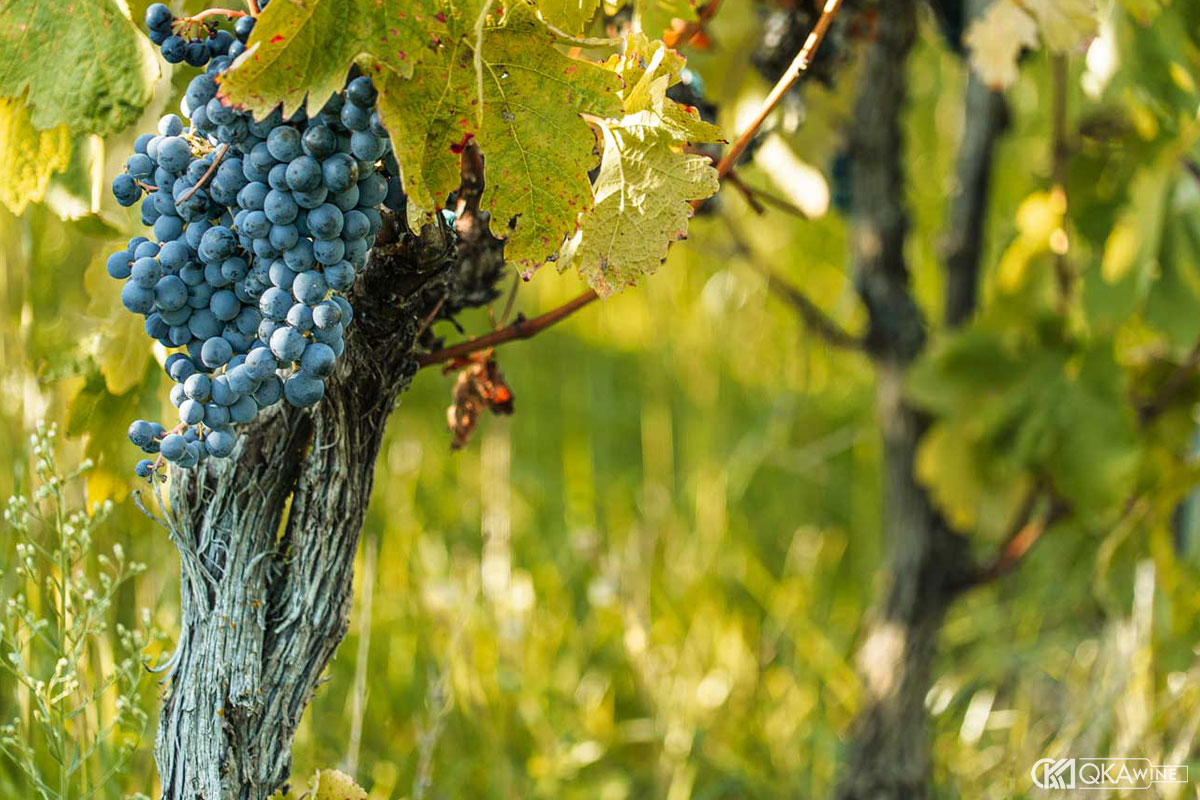 Giống nho Malvasia Nera