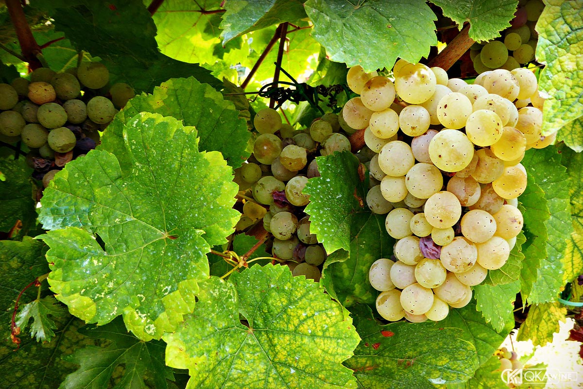 Giống nho Malvasia