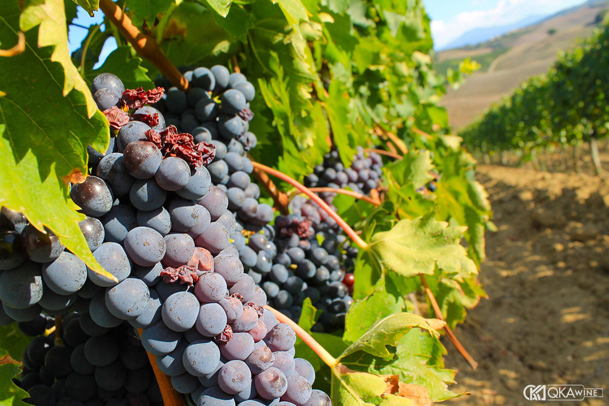 Giống nho Montepulciano