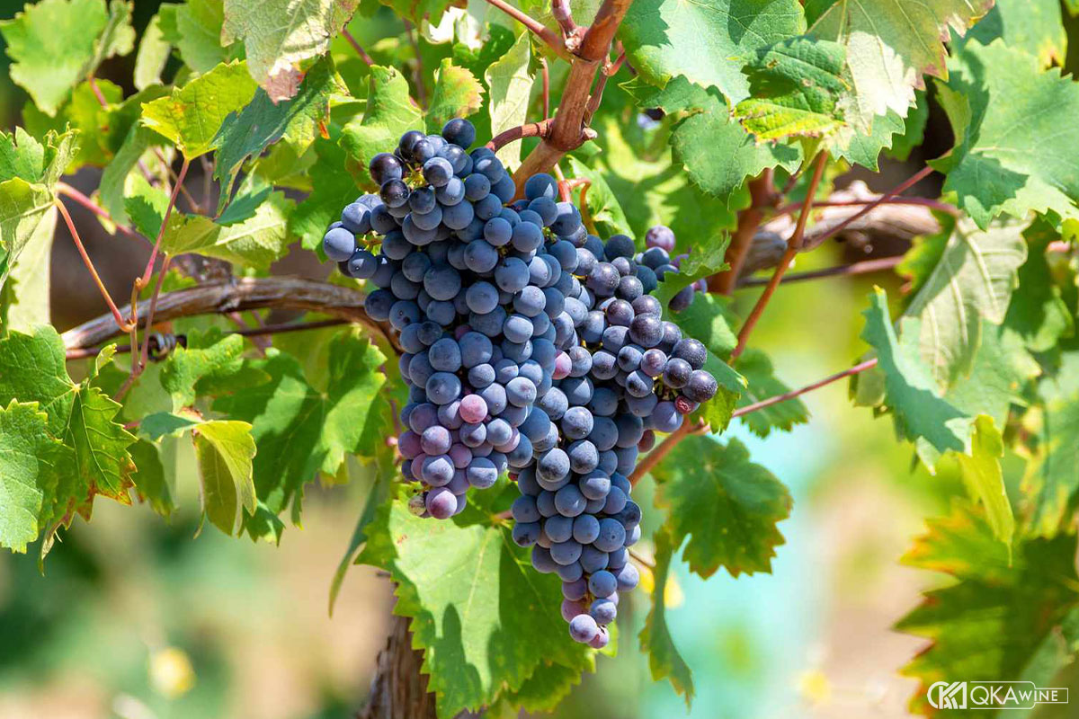 Giống nho Mourvedre