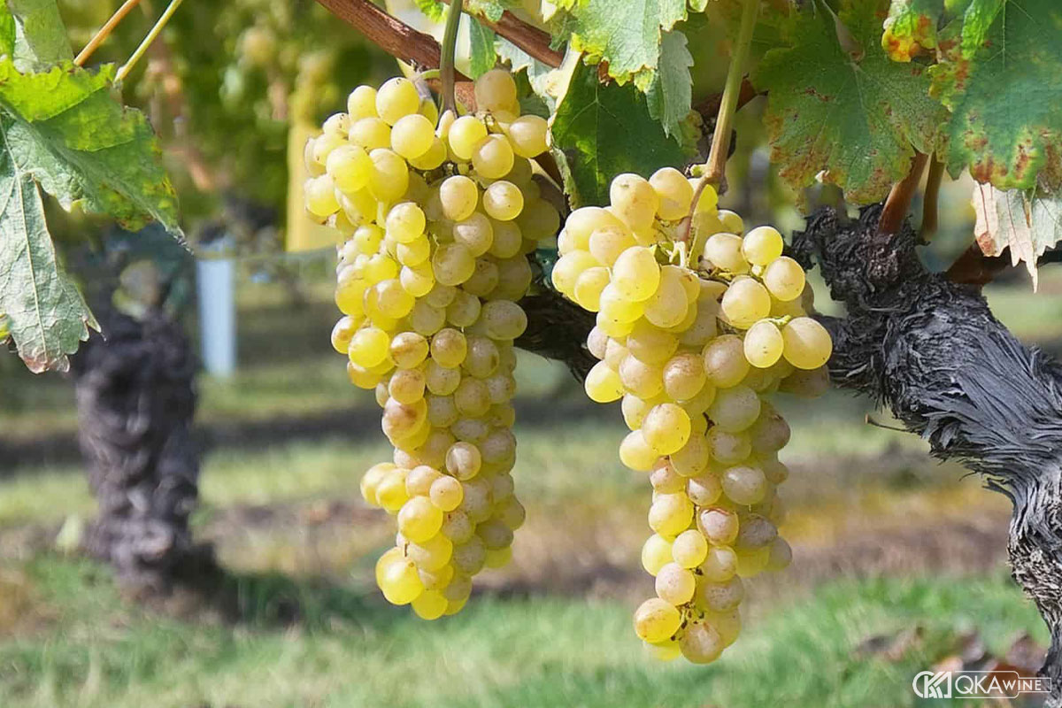 Giống nho Muscat Blanc à Petits Grains