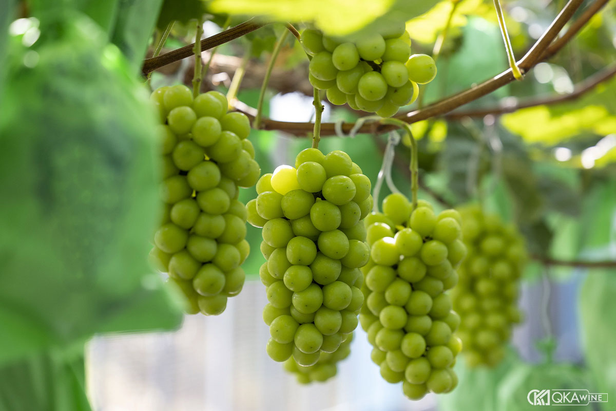 Giống nho Muscat