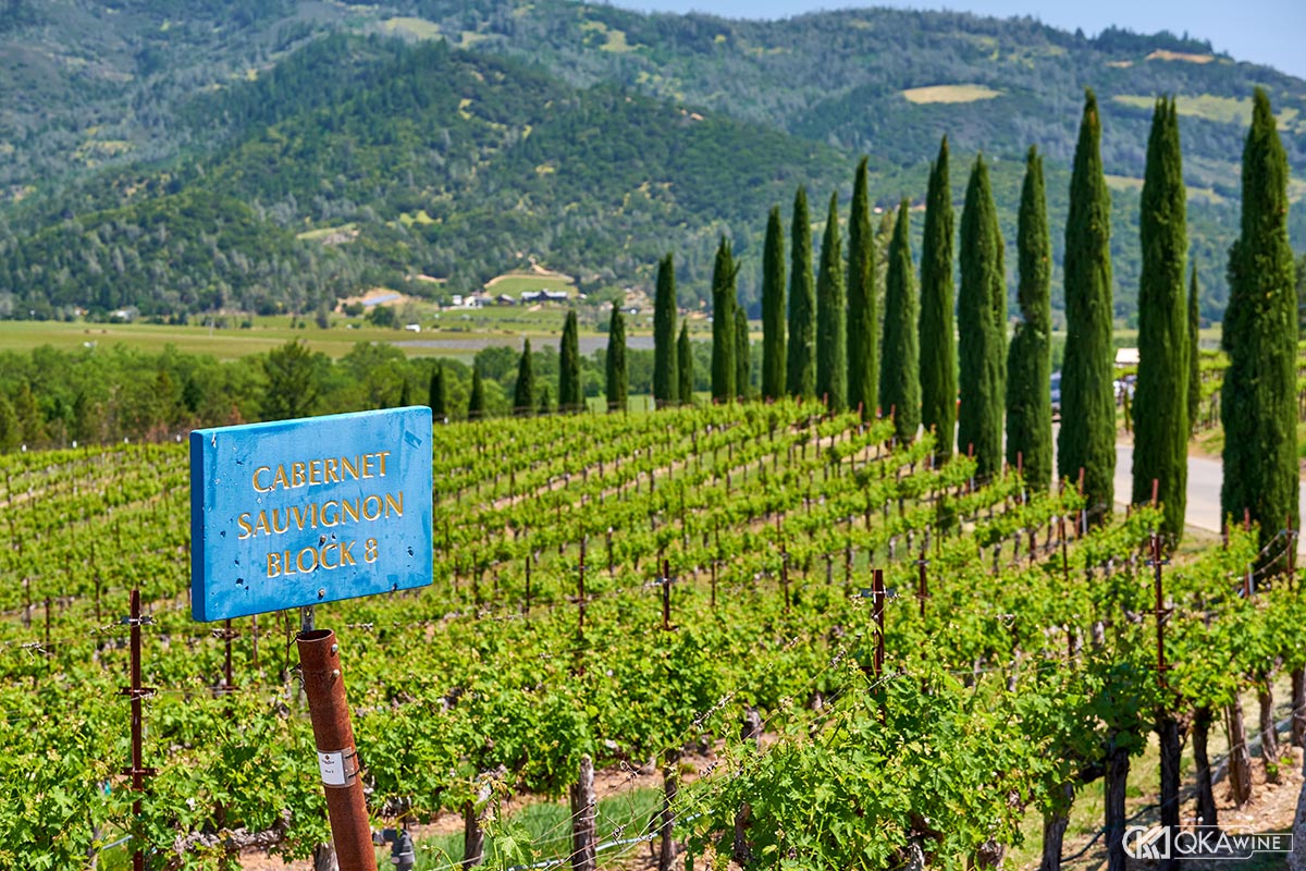 Giống nho nổi bật tại California