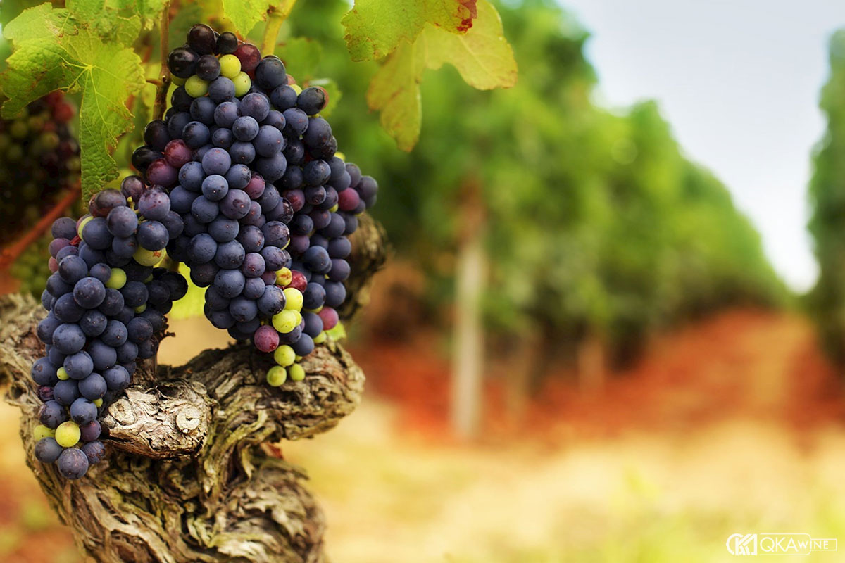 Những giống nho nổi tiếng tại Burgundy