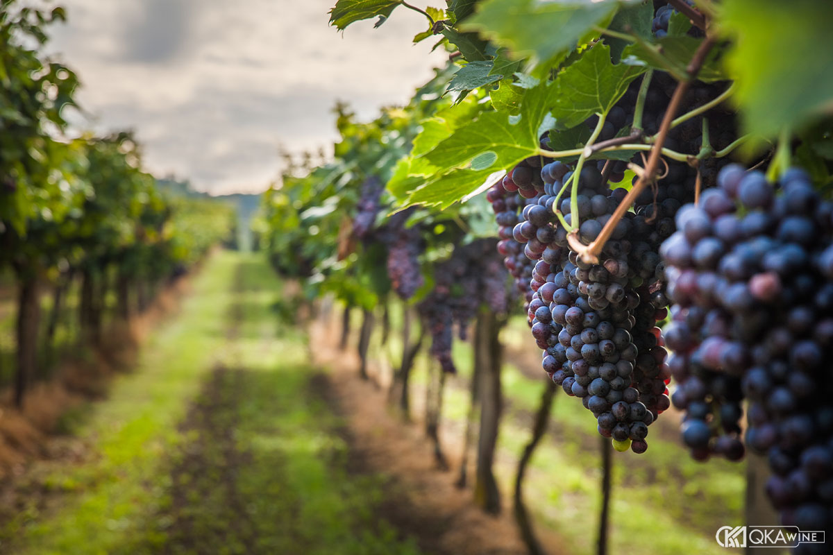 Những giống nho nổi tiếng tại Tuscany